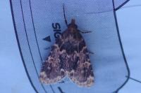 Aglossa caprealis