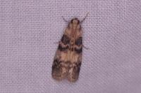 Euzophera pinguis