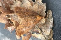 Erannis defoliaria
