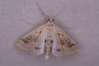Parapoynx stratiotata