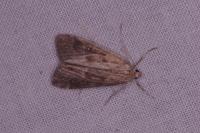 Parapoynx stratiotata