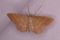 Idaea ochrata
