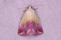 Eublemma purpurina