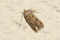 Borkhausenia nefrax