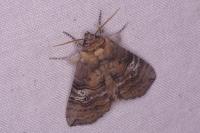 Tethea ocularis