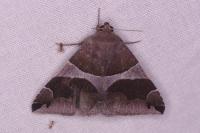 Dysgonia algira