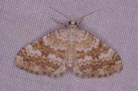 Perizoma flavofasciata