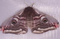 Saturnia pavonia
