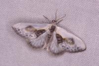Cilix glaucata
