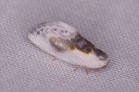 Cilix glaucata