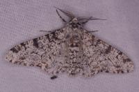 Biston betularia