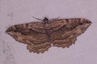 Philereme transversata