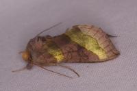 Diachrysia chrysitis