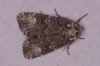 Craniophora ligustri