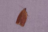 Clepsis consimilana