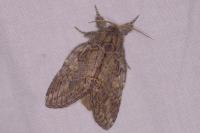 Peridea anceps