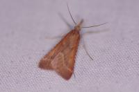 Synaphe punctalis