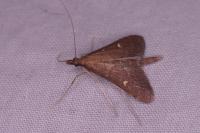 Dolicharthria punctalis