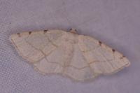 Stegania trimaculata