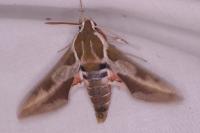 Hyles euphorbiae
