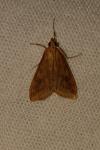 Udea ferrugalis