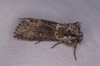 Polyploca ridens