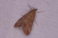 Pyrausta despicata