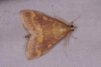 Ostrinia nubilalis