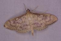 Patania ruralis