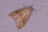 Evergestis forficalis