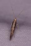 Plutella xylostella