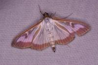 Cydalima perspectalis