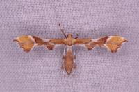 Cnaemidophorus rhododactylus