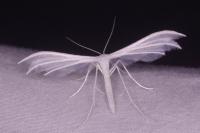 Pterophorus pentadactylus