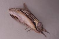 Pheosia tremula