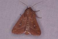 Mythimna albipuncta