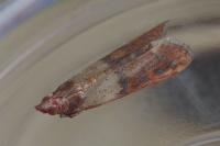 Plodia interpunctella