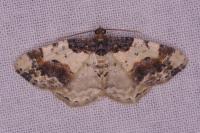 Ligdia adustata