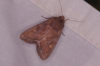 Lacanobia oleracea