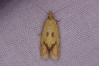 Agapeta hamana