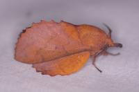 Gastropacha quercifolia