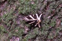 Euplagia quadripunctaria