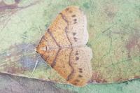 Phigaliohybernia aurantiaria