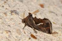 Macdunnoughia confusa