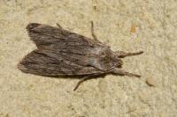 Lithophane leautieri