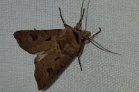Agrotis exclamationis