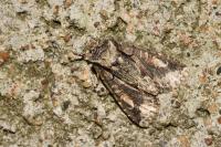 Allophyes oxyacanthae