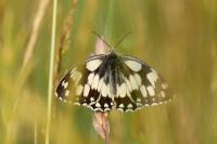 Melanargia galathea