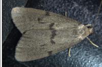 Apaidia mesogona