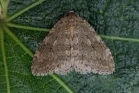 Epirrita